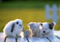 /album/fenykepgaleria/kepgaleria4-jpg/