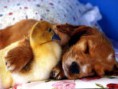 /album/fenykepgaleria/kepgaleria7-jpg/